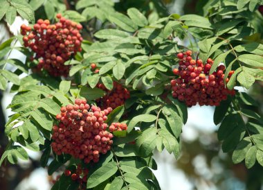 birçok rowanberries yeşil banches portre üzerinde asılı