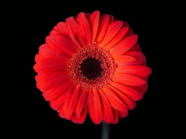 Siyah izole kırmızı gerbera çiçek
