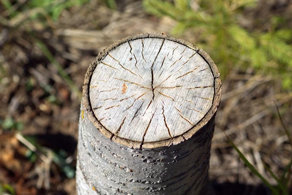 Stump of sawn aspen closeup — Stock Photo, Image