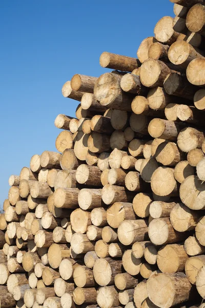 Beaucoup de billes de pin empilées vue verticale gros plan — Photo