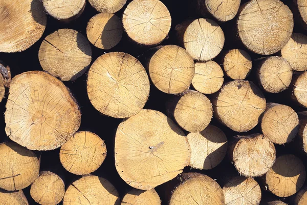 Veel pine logboeken gestapeld close-up vooraanzicht — Stockfoto