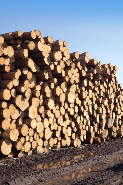 Muchos troncos de pino apilados vista lateral de primer plano — Foto de Stock