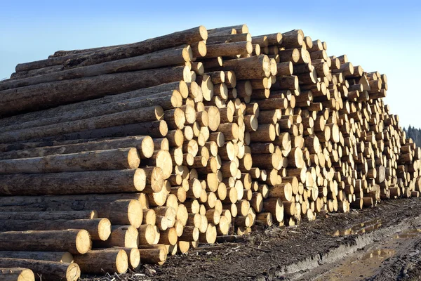 Muchos troncos de pino apilados vista lateral — Foto de Stock