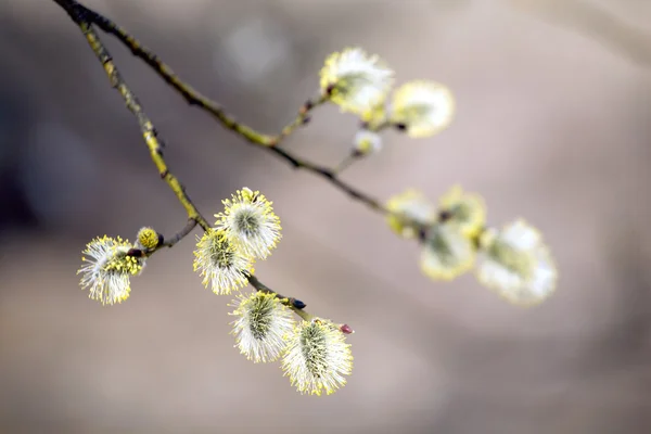 春の新芽の木の開花枝 — ストック写真