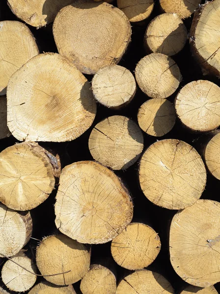 Muchos troncos de pino apilados primer plano vista frontal — Foto de Stock