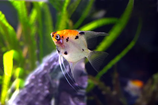 Peixe exótico colorido nada na água — Fotografia de Stock