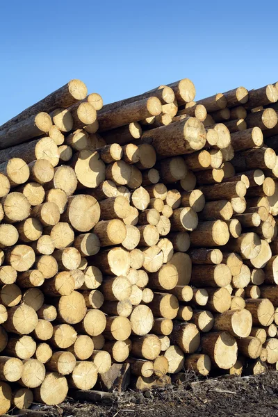 Many pine logs stacked side view — Stock Photo, Image