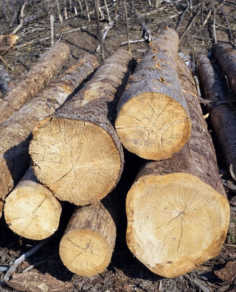 Řezané Long pine protokoly leží na pozemku — Stock fotografie