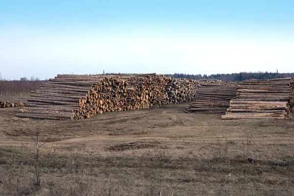 Muchos troncos de pino apilados vista lateral — Foto de Stock