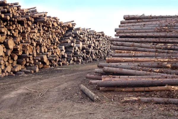 Many stacked pine logs side view — Stock Photo, Image