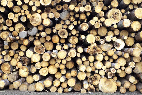 Muchos troncos de pino apilados primer plano vista frontal — Foto de Stock