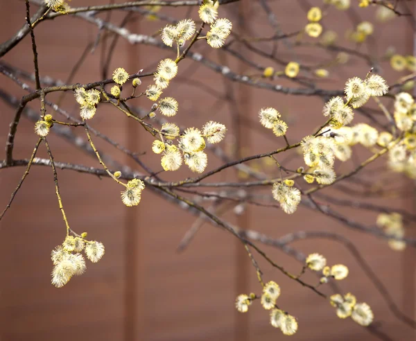 Floração de galhos de árvores com novos botões novos na primavera — Fotografia de Stock