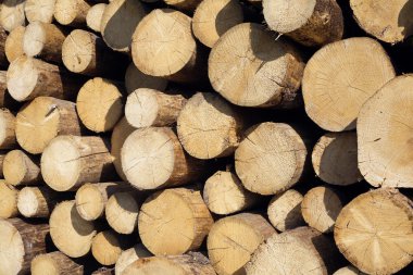 Many pine logs stacked side view closeup clipart