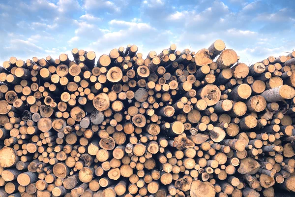 Many sawed pine logs stacked in a pile under cloudy sky — Stock Photo, Image