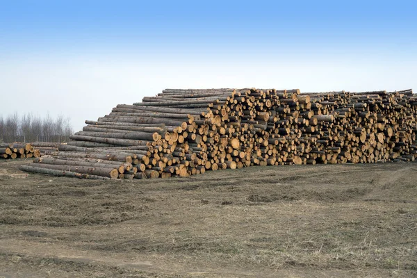 Many stacked pine logs side view — Stock Photo, Image