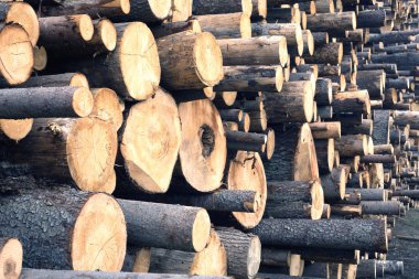 Birçok sawed çam günlükleri closeup yığılmış