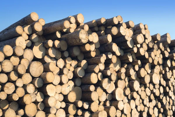 Many pine logs stacked closeup front view — Stock Photo, Image