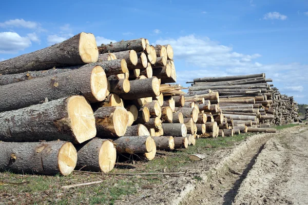 Many sawed pine logs stacked in long pile under blue sky — Stock Photo, Image