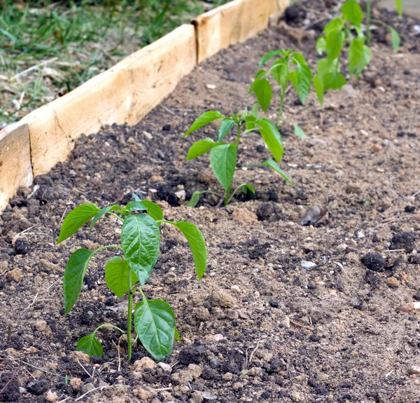 Arbustos de pimenta cresce cama de jardim — Fotografia de Stock