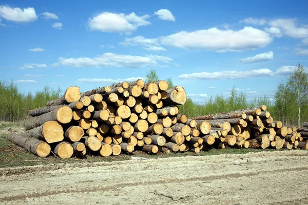 Anchura del paisaje troncos de pino apilados — Foto de Stock