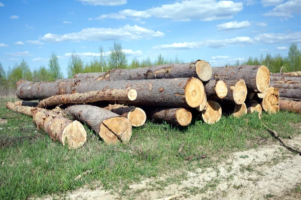 Landscape width stacked pine logs — Stock Photo, Image