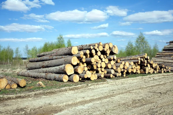 Landscape width stacked pine logs — Stock Photo, Image