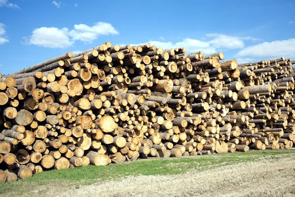 Landscape width stacked pine logs — Stock Photo, Image