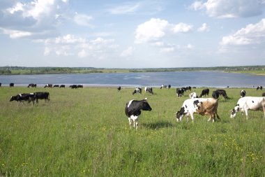 İnekler üzerine yakın göl çayır ile kırsal manzara