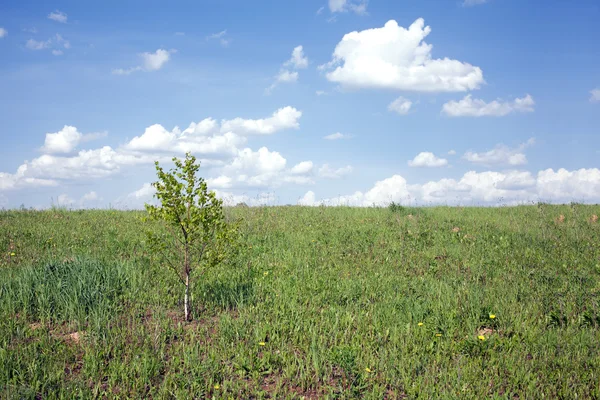 Paisaje con prado y un pequeño abedul —  Fotos de Stock