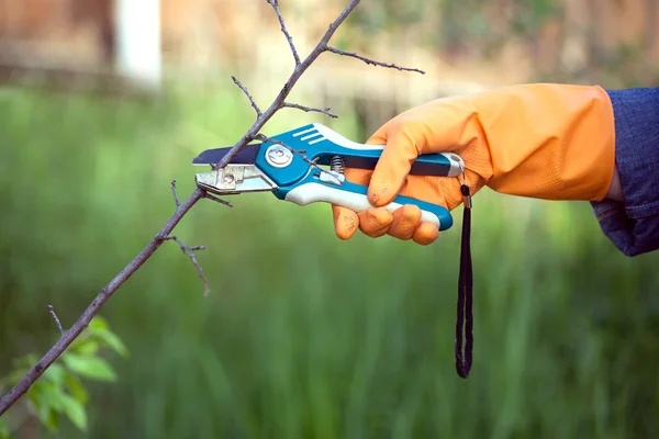 Gartenwerkzeug im Einsatz — Stockfoto