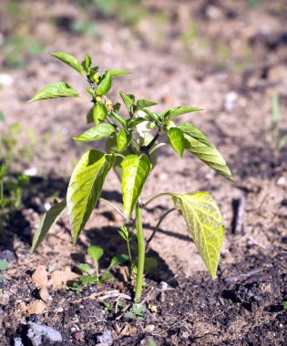 Pepper bush blossom on garden bed closeup