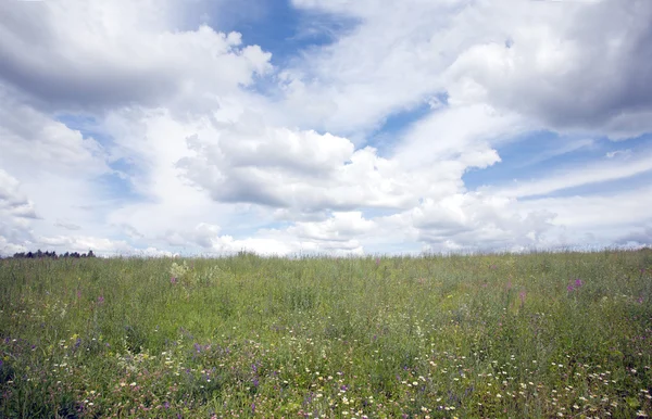 Landskab med eng og himmel - Stock-foto