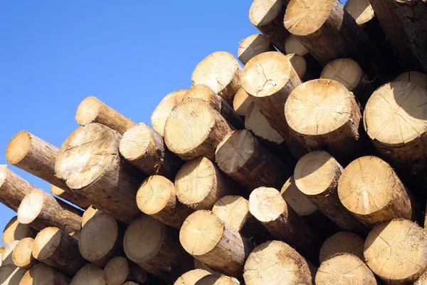 Top of pine logs stacked closeup isolated on blue — Zdjęcie stockowe