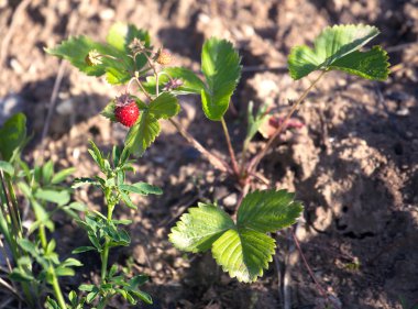 Olgun iştah açıcı çilek bir yere yetişir