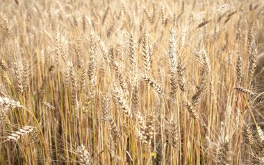 Yaz gününde kırsal alan çavdarlı çok kulaklar