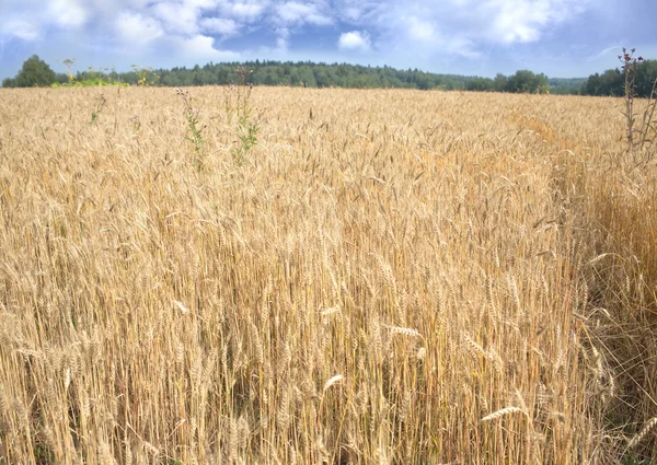 Roggenfeld unter blauem Himmel mit Wolken am Sommertag Nahaufnahme — Stockfoto