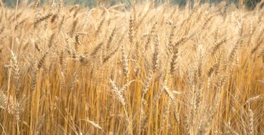 Yaz günü closeup kırsal alanda çavdarlı çok kulaklar