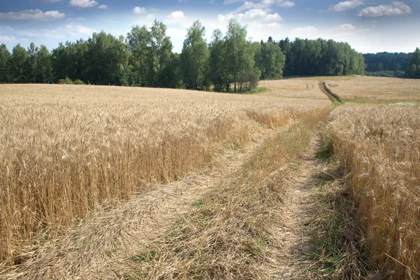 Paisagem com estrada rural através do campo de centeio — Fotografia de Stock