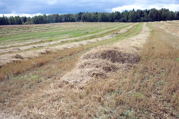 Длинные ряды наклонного сена на сельском поле — стоковое фото