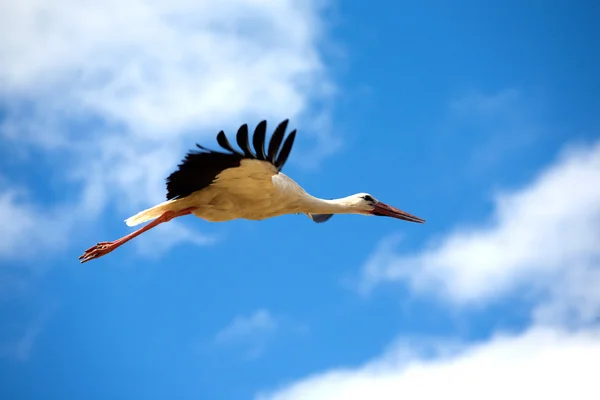 Gran cigüeña con largos picos rojos vuela contra el cielo azul con nubes blancas. Aves en el primer plano salvaje — Foto de Stock