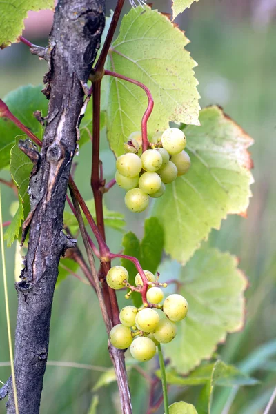 Grüne Trauben reifen an heißen Sommertagen am Rebzweig — Stockfoto