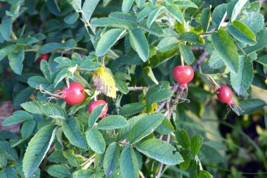 Yabani gül bush kırmızı meyve olgun portre ile