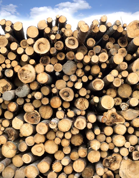 Muitos pinheiros empilhados close-up vista frontal — Fotografia de Stock
