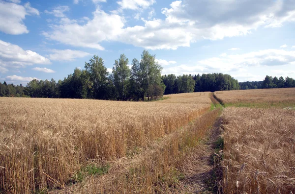 Landscape with rural road through rye field — Stock Photo, Image