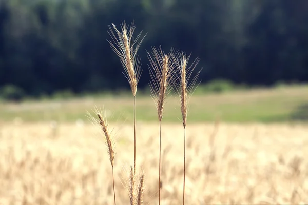 Yaz günü closeup sahada çavdar — Stok fotoğraf