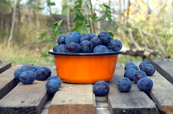 Ciruelas azules maduras en metal naranja bowl primer plano — Foto de Stock