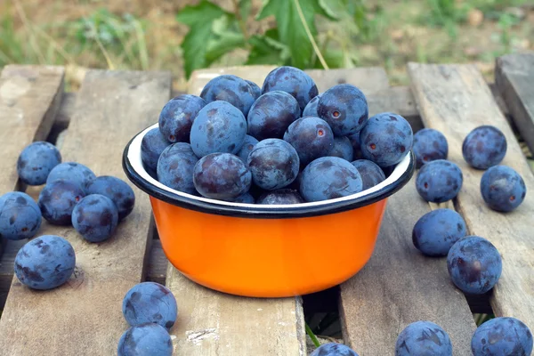 Ciruelas azules maduras en metal naranja bowl primer plano — Foto de Stock