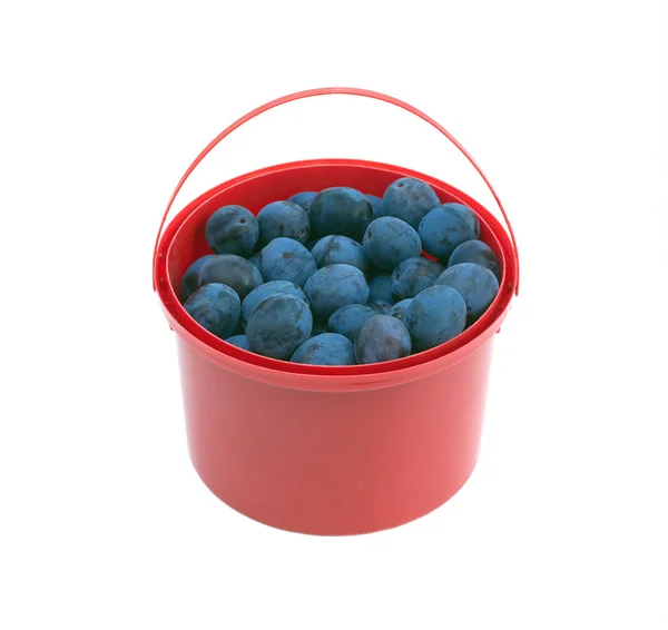 Ciruelas azules maduras en cubo rojo aislado — Foto de Stock