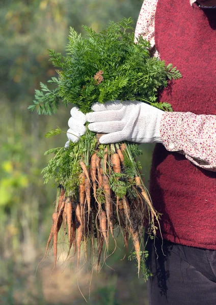 Mulher em um jardim segurando um monte de cenouras — Fotografia de Stock