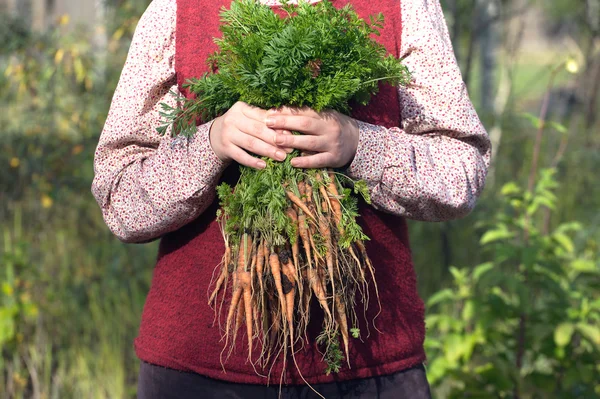 Woman in a garden holding bunch of carrots — Stock Photo, Image